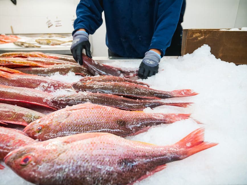 Federal Judge Blocks Florida Red Snapper Permits, Sparking State Rebellion