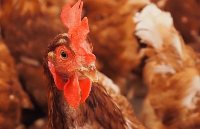 Georgia Public Health Funding Falls Short as Agribusiness Faces Disease Threats