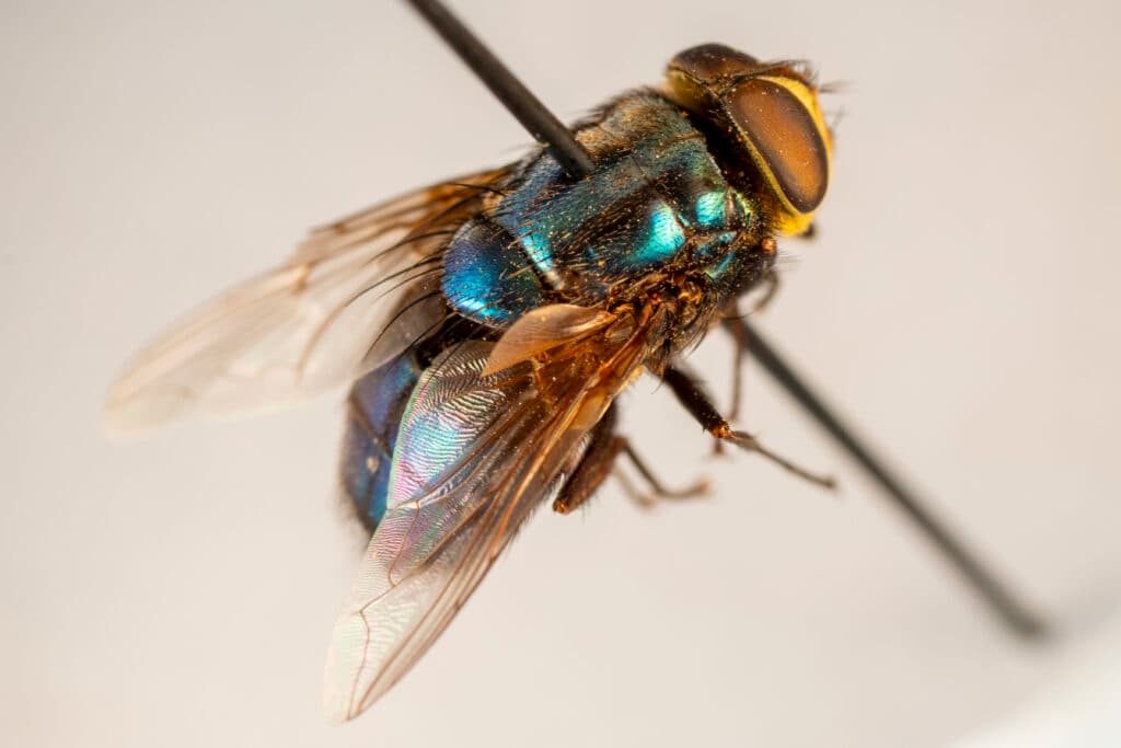 North Carolina Prepares for Potential Screwworm Invasion Threatening Livestock