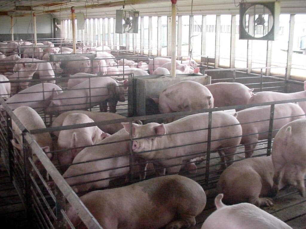 Congressional Farm Bill Could Override State Animal Welfare Laws