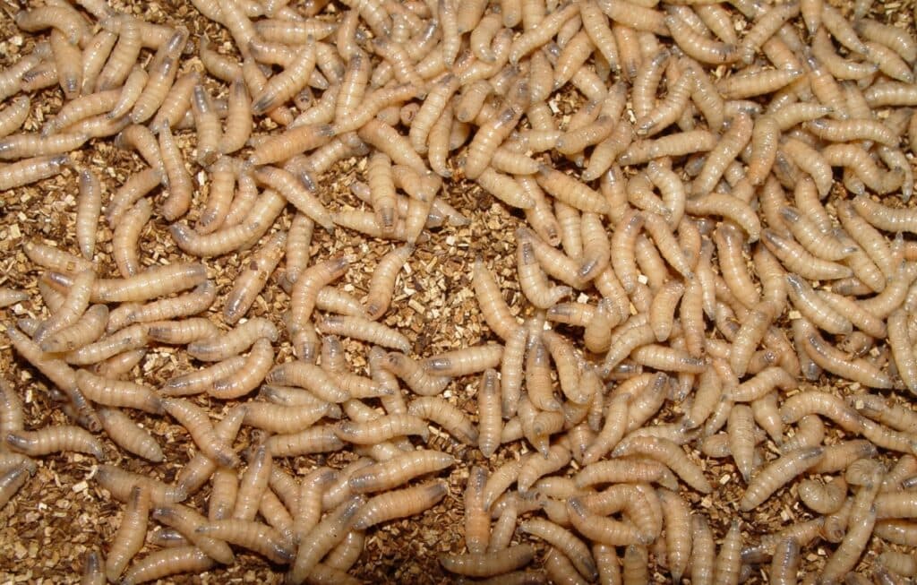 Flesh-Eating New World Screwworm Confirmed in U.S. After Decades