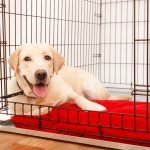 How to Crate Train a Puppy