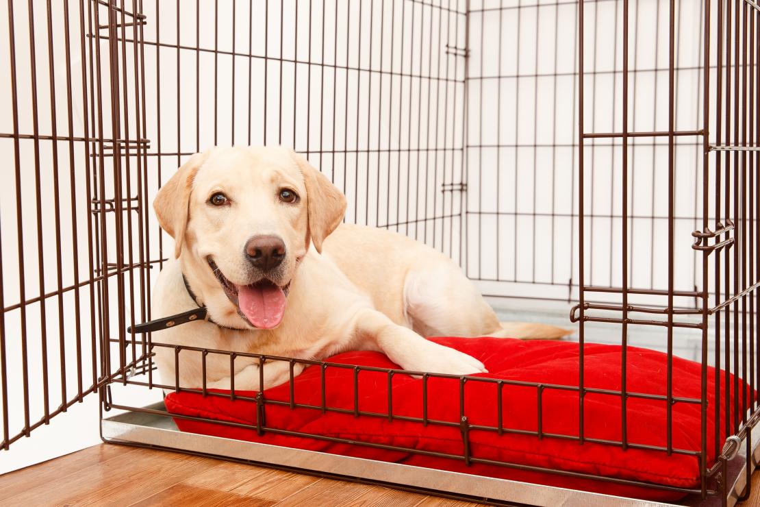How to Crate Train a Puppy