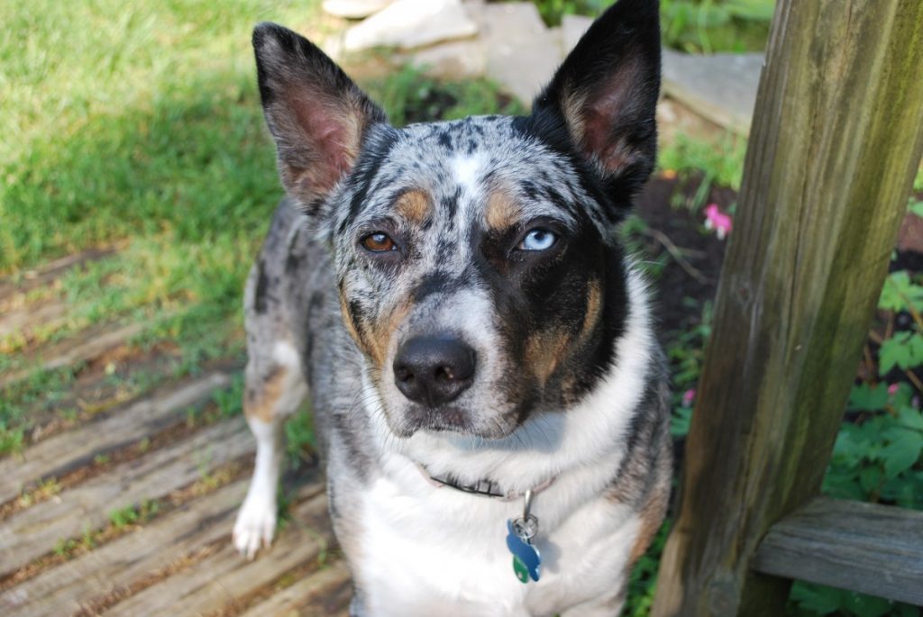 Australian Cattle Dog