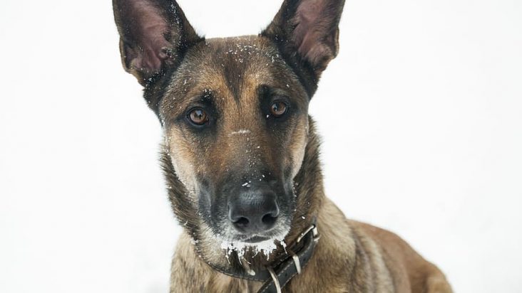 Belgian Malinois