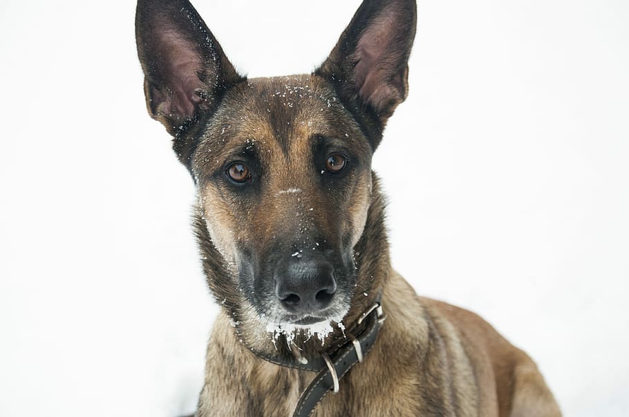 Belgian Malinois