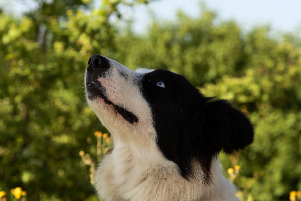 Border Collie