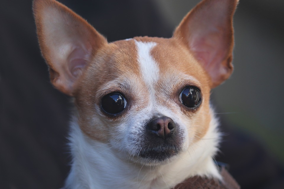 Chihuahua