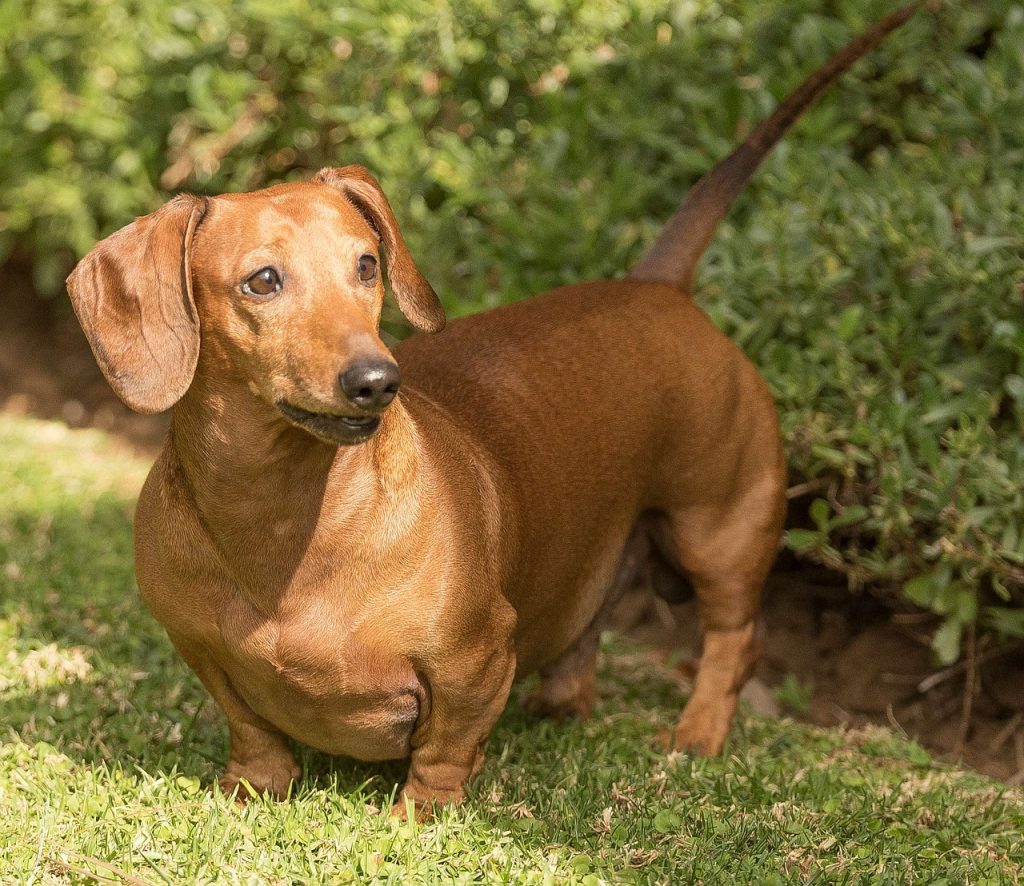 Dachshund