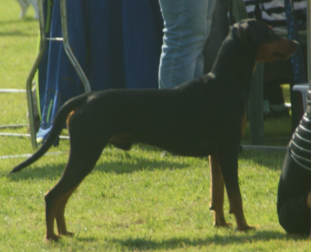 German Pinscher