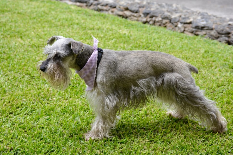 Miniature Schnauzer