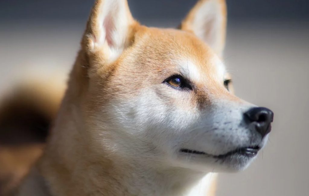 Shiba Inu