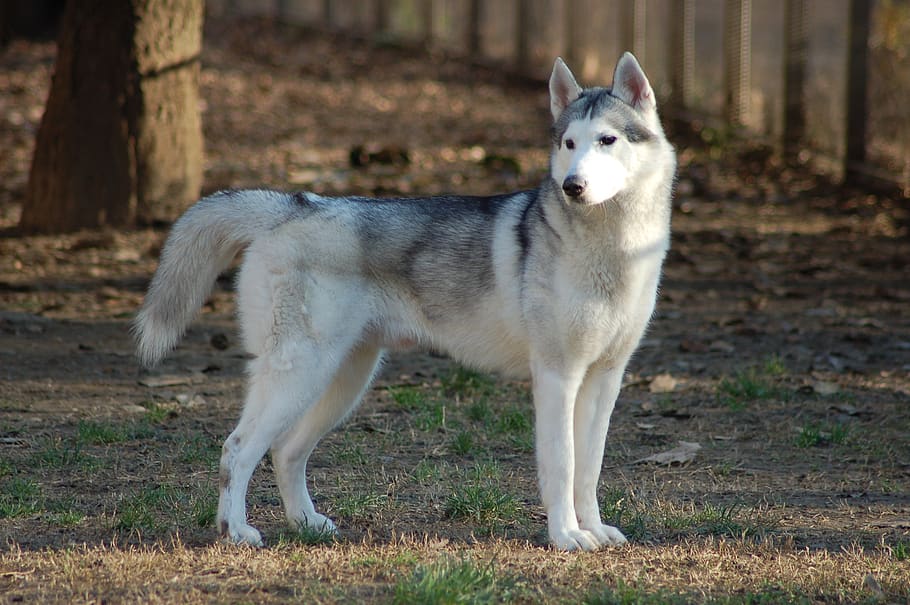 Siberian Husky