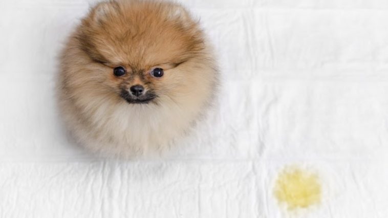 dog pee on bed