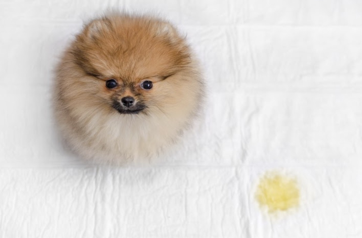 dog pee on bed
