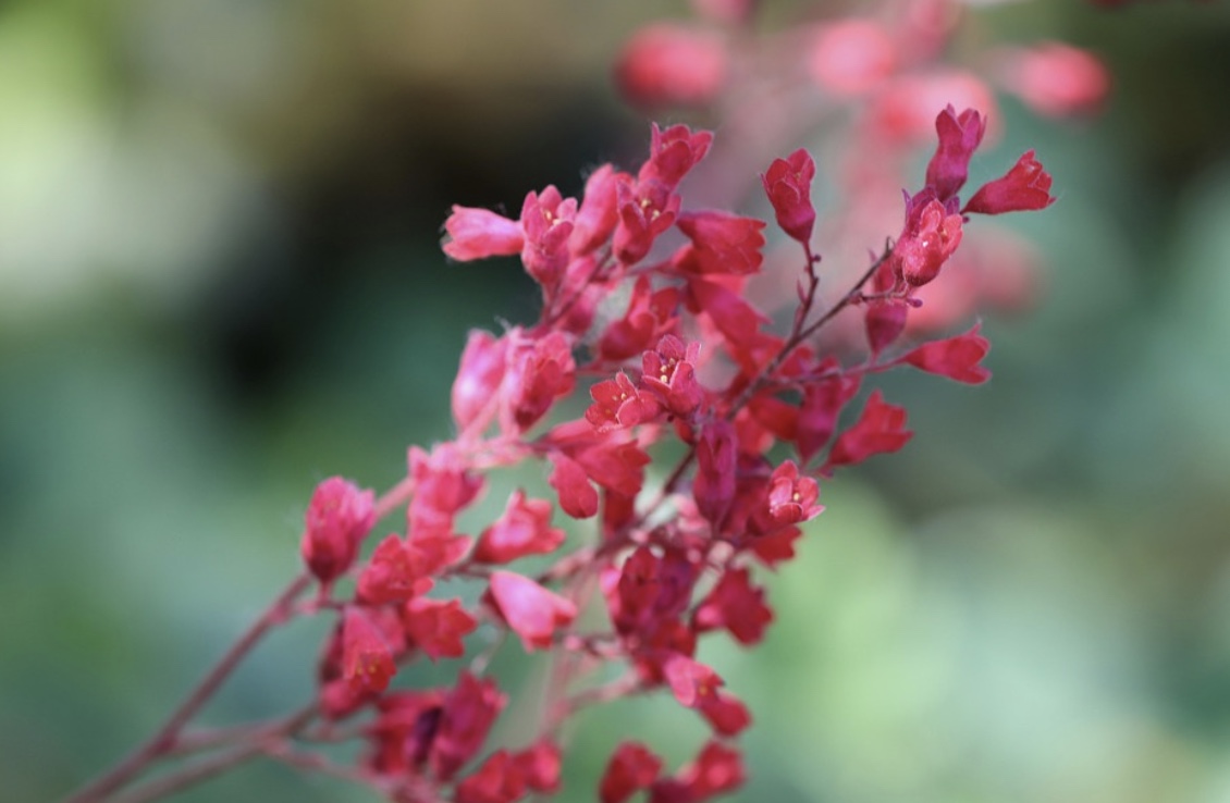 10 Of The Best Foliage Plants For Your Majestic Home Garden