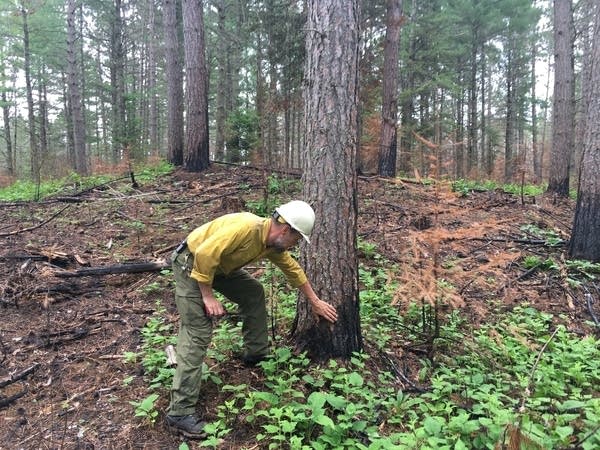 1a1480 20190809 firefighter checks tree in minnesota