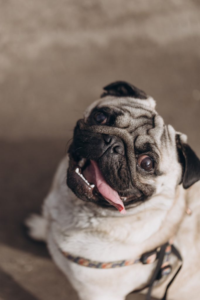 a pug dog sitting on the floor with its tongue hanging out