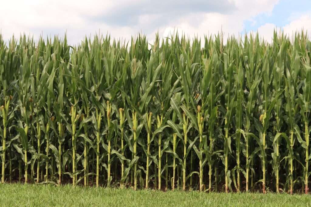 EPA boosts biofuel requirements under new renewable fuel standards