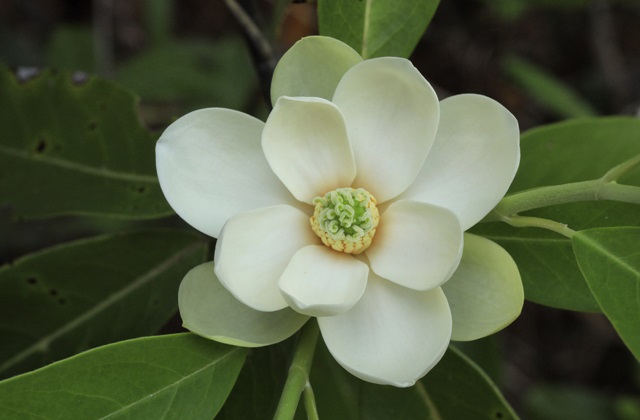 Georgia bill to name sweetbay magnolia as state flower faces deadline